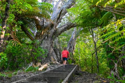 Whakatane's Fairbrother Loop Walk climbs steadily to a ridgeline through Ohope Scenic Reserve with nikau palms and old pohutukawa lining the pathway. Photo / Outdoor Kid