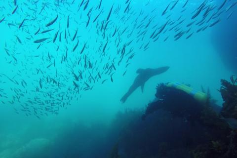 Diver underwater with seal and fish