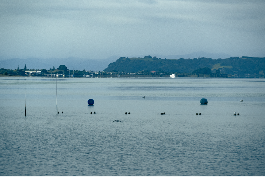 Tio Ōhiwa Oyster Farm Whakatāne NZ