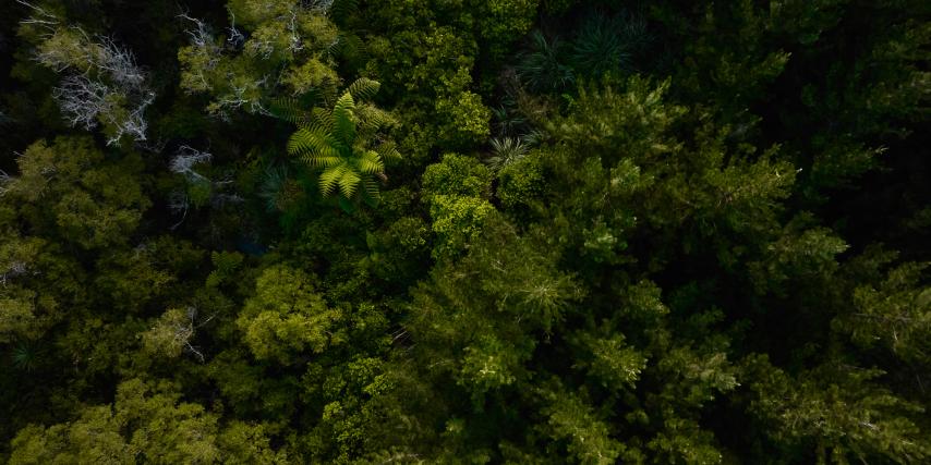 Ōmataroa Eco Tours aerial