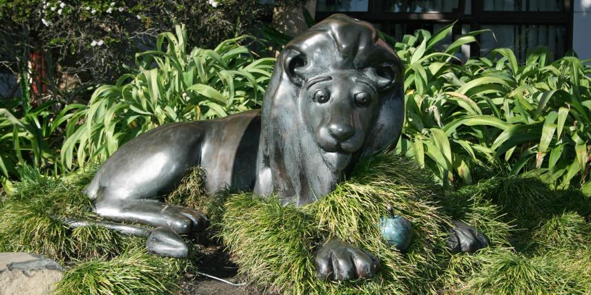 Lion in the Meadow Whakatane