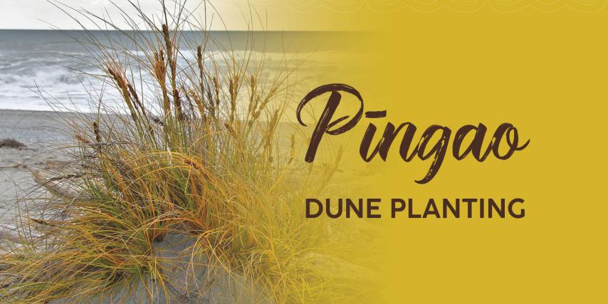 Dune Planting 2024