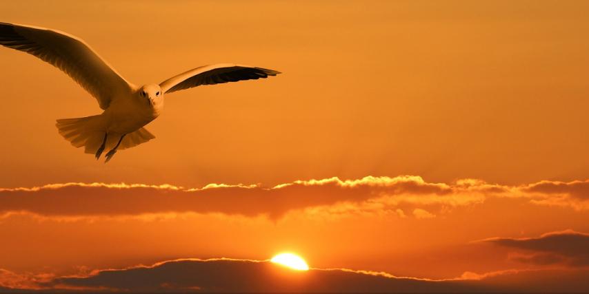 Bird flying at sunset