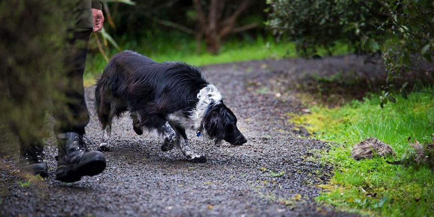 Dog doing training