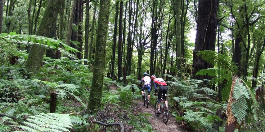 Moerangi store mtb track