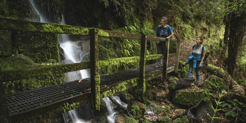 Whirinaki Waterfall Track