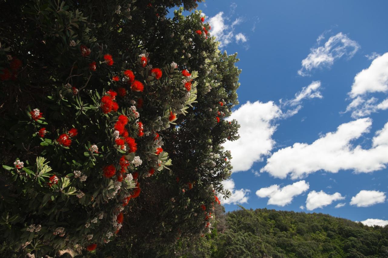 Pohuttukawa - Christmas - Otarawairere