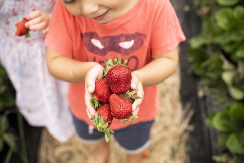 Picking berries