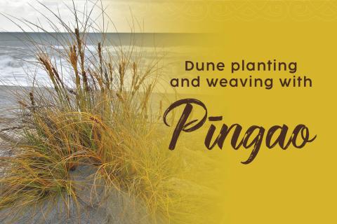 Pīngao Planting 2024