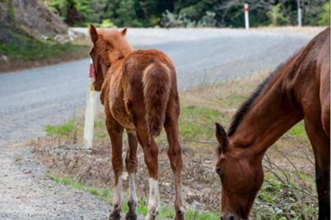 Nature's Road (SH38) Heartland cycle ride horses