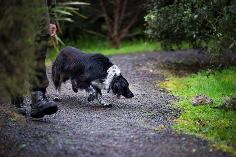 Dog doing training