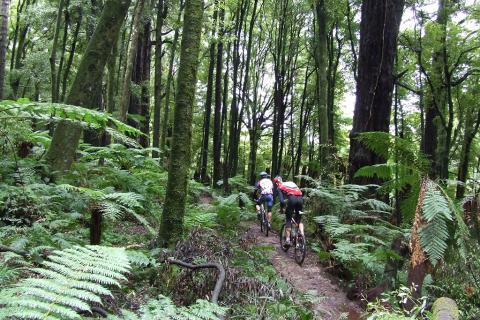 Moerangi mtb track on sale